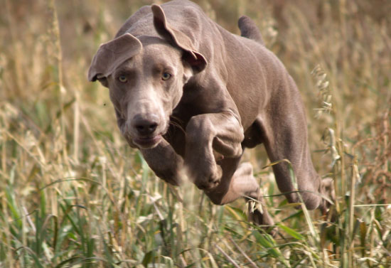 Club cinofilo sportivo "Il Cane" A.S.D.